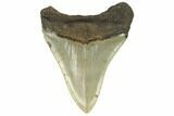 Fossil Megalodon Tooth - North Carolina #124906-2